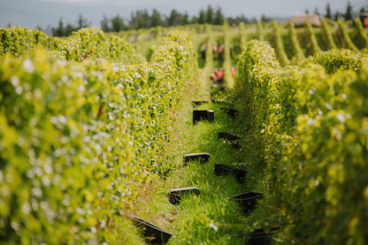 Sauvignon Blanc aus Neuseeland