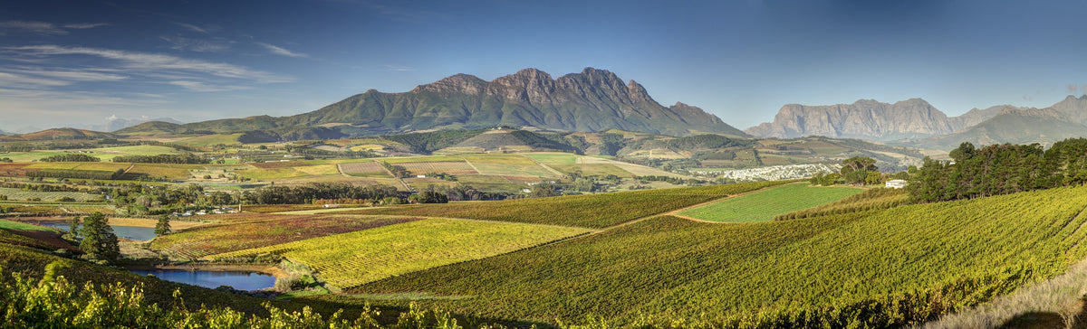 Chenin Blanc aus Südafrika