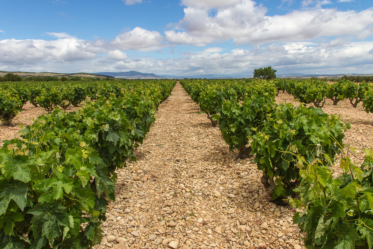 Tempranillo