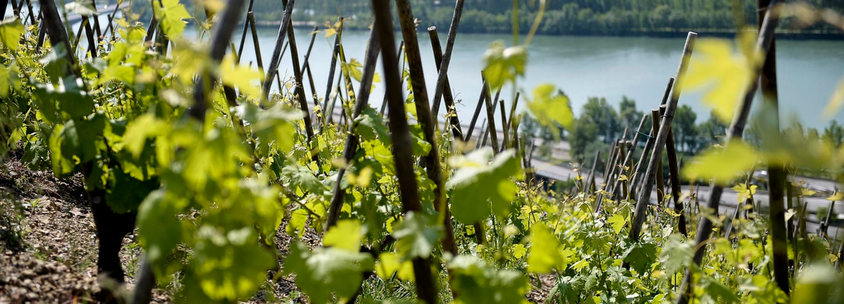 Vins de Vienne