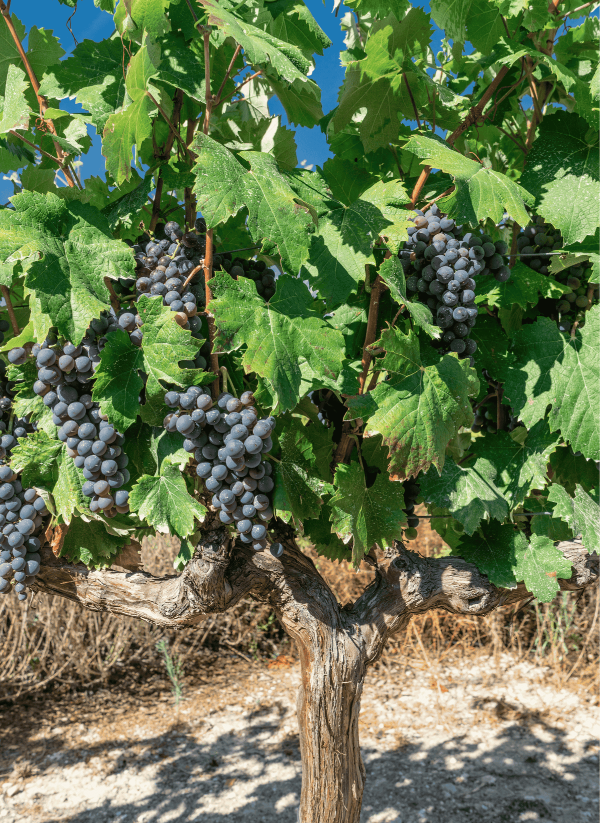 Tempranillo