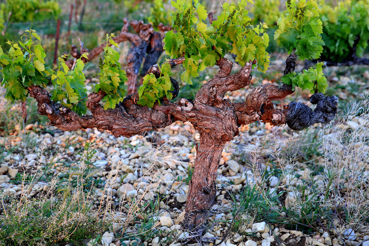 Côtes du Rhône