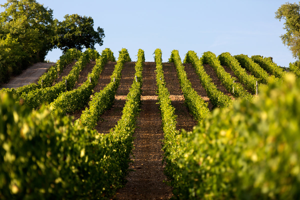 Brunello di Montalcino