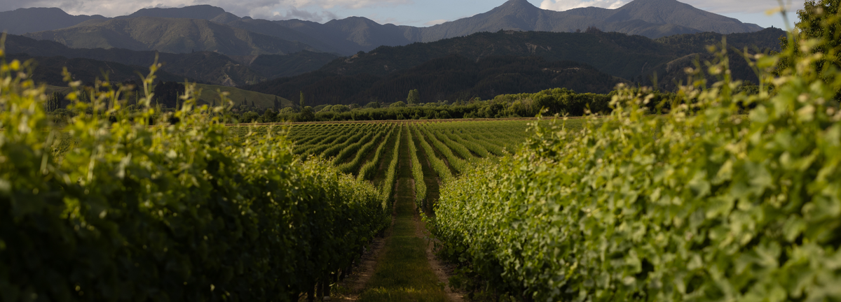 Misty Cove Wines