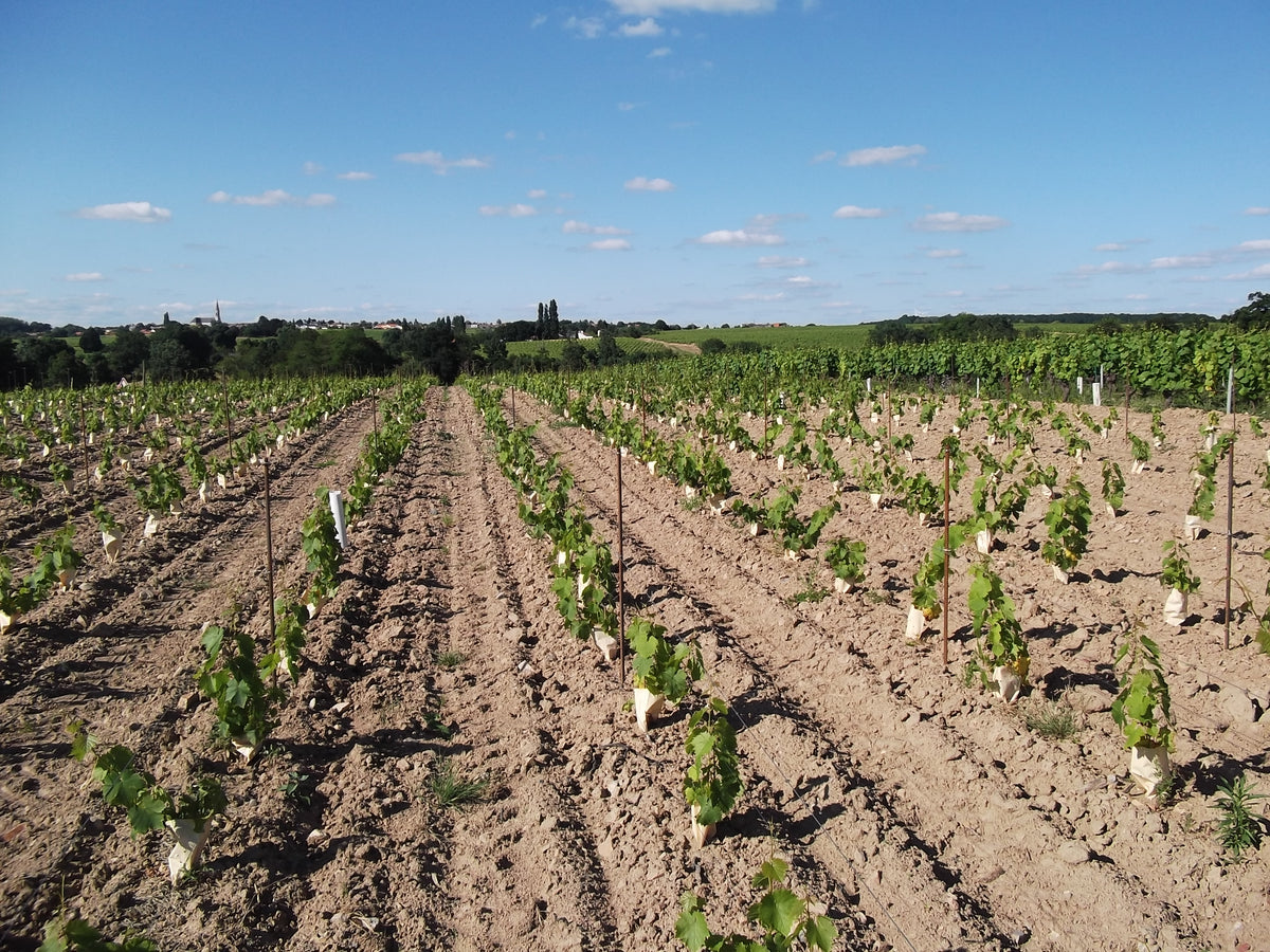 Muscadet