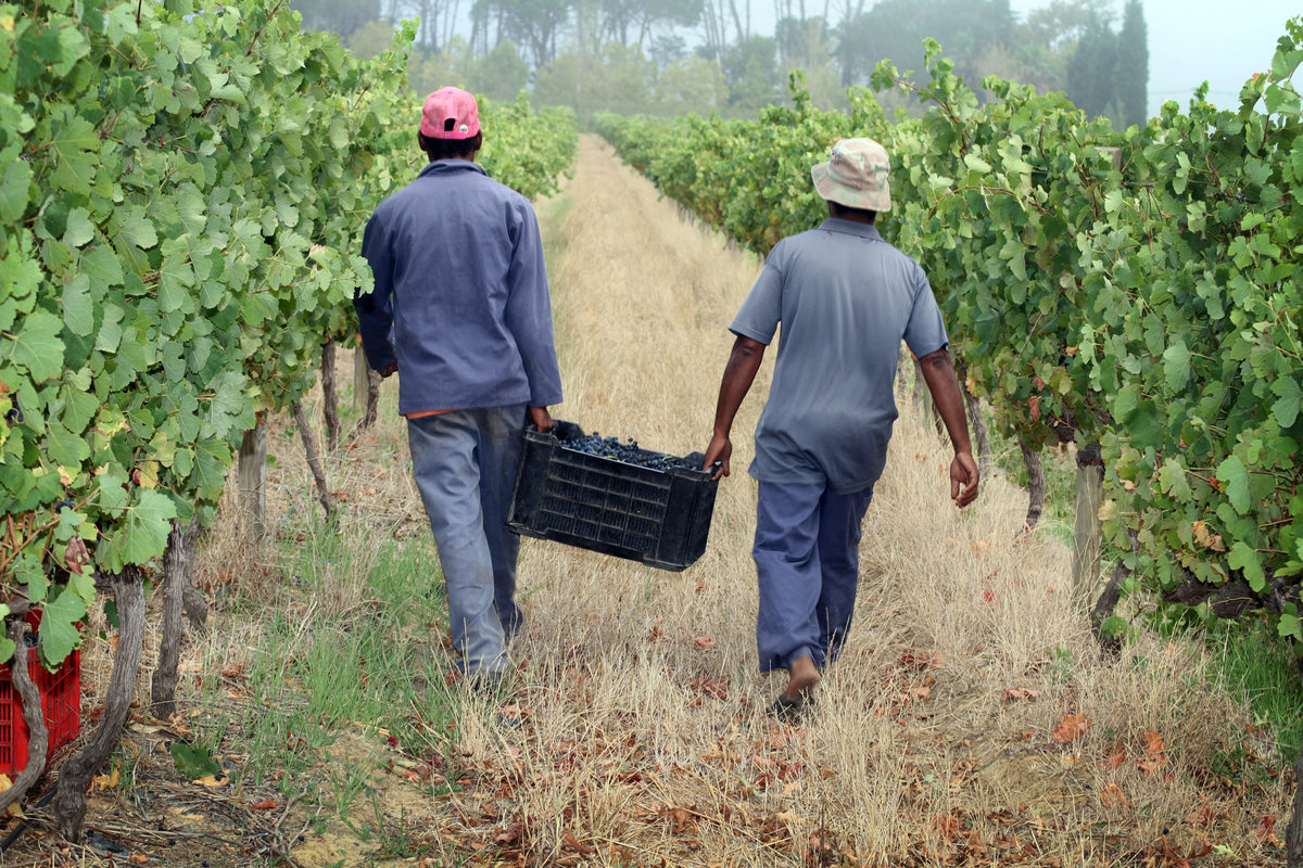 Pinotage