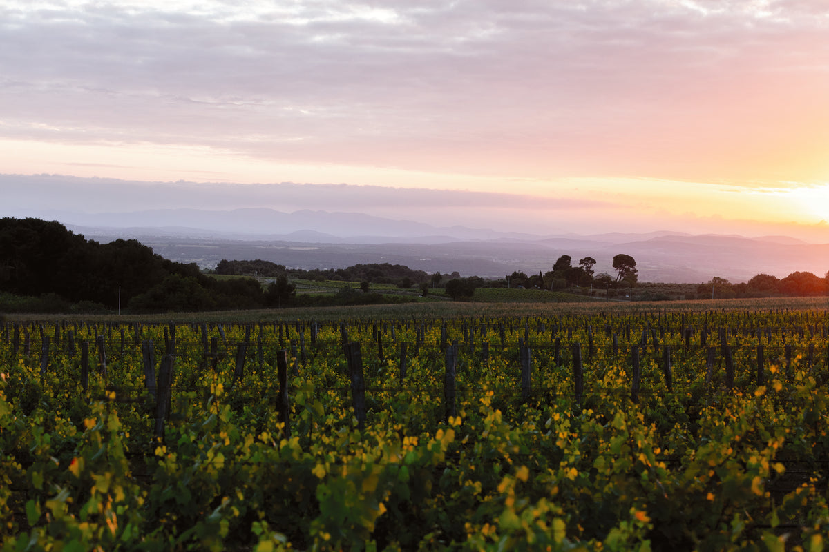 Languedoc & Roussillon