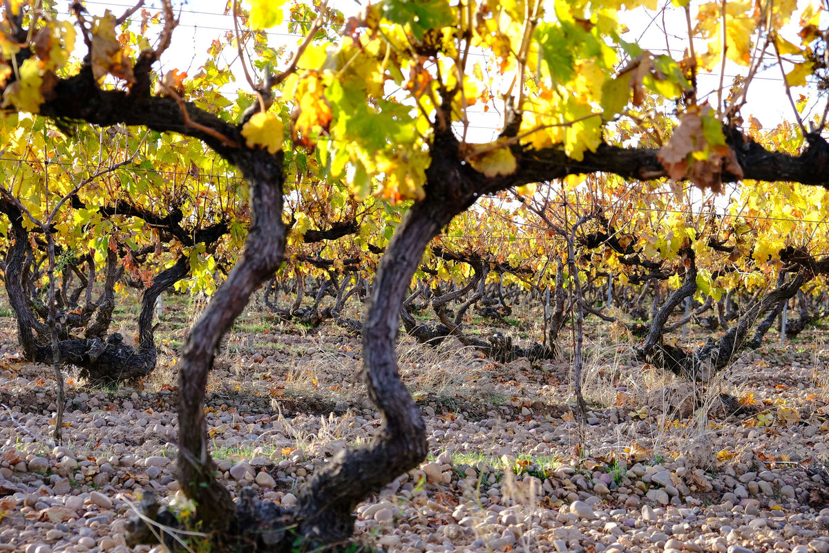Verdejo & Rueda